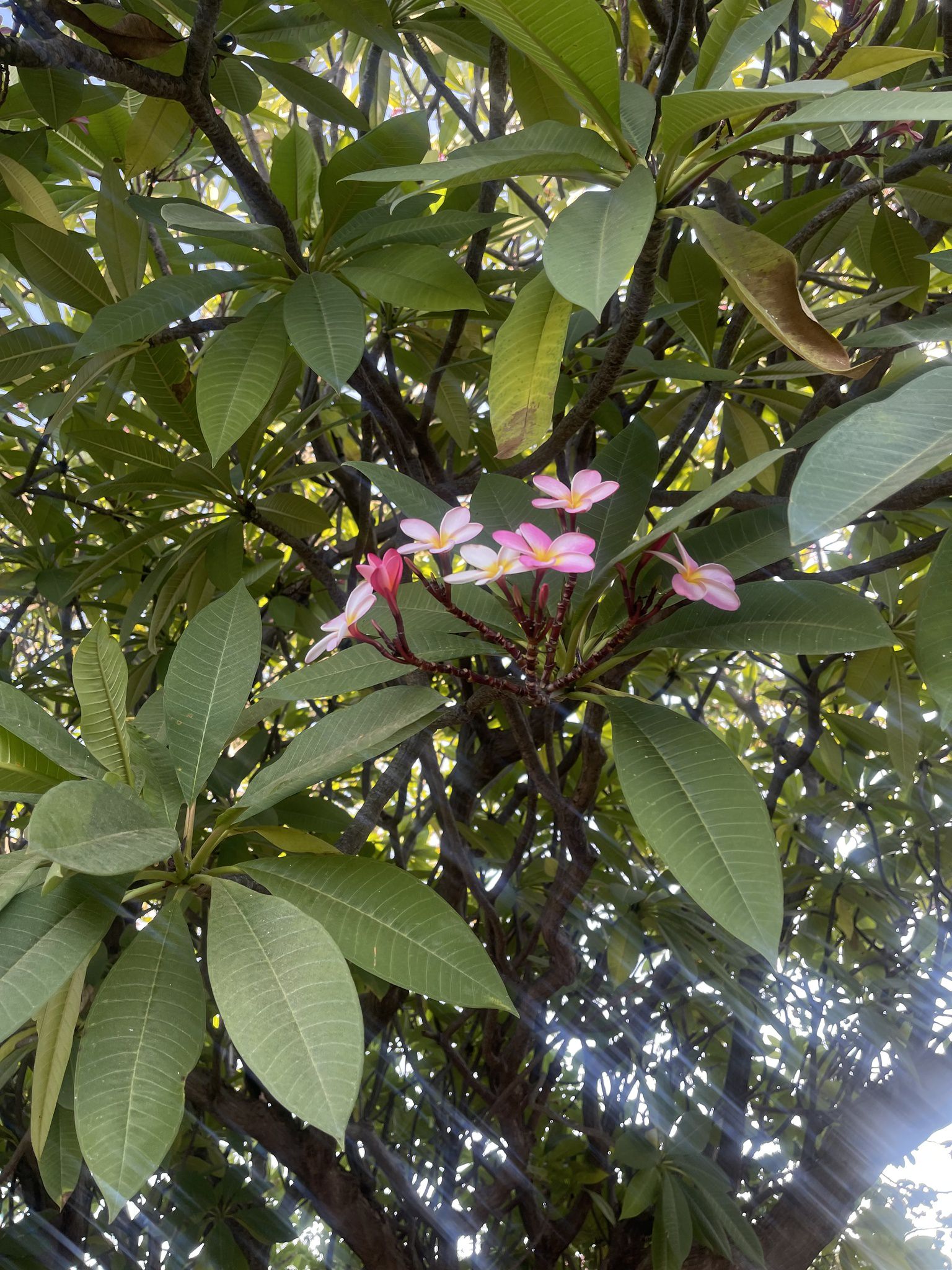 Plumeria rubra